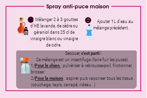 5 solutions anti-puce naturel pour chien