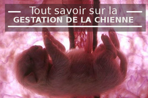 gestation de la chienne semaine après semaine