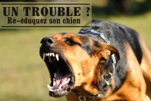 Corriger trouble du comportement