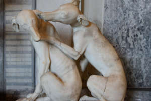 Top8 des chiens disparu