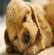 10 chiots qui vous font craquer