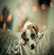 Adopter un chien: comment réussir son adoption?