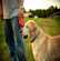 La marche en laisse chez le chien