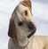 Apprendre au chien son nom