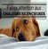 Les chaleurs silencieuses chez la chienne