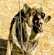 Chien agressif: les origines
