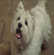 Jeu pour chien: le Follow-ball