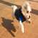 Mon chien s'excite avant de sortir