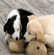 10 chiens pris au bon moment