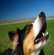 Pourquoi mon chien aboie?