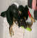 Ces chiens qui sont inoubliables
