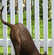 Venir à bout des creusements de votre chien dans le jardin