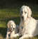 Apprendre à votre chien l'ordre pas bouger