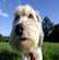 Mon chien saute sans arrêt, que faire?