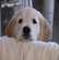 Bien choisir le collier de son chien