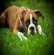 S'équiper pour capturer un chien sauvage