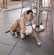 Choisir un jouet pour son chien