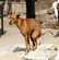 Pourquoi mon chien tourne en rond avant de faire caca ?