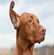 les otites chez le chien: symptôme et traitement