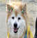 Record du chien le plus vieux du monde 2010