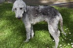 chien de famille Bedlington terrier