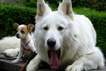 Berger blanc suisse