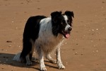 Border collie