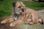 chien de famille Border terrier