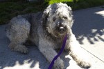 chien de famille Bouvier des flandres