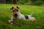 chien de famille Fox terrier à poil dur