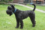 chien de famille Kerry blue terrier