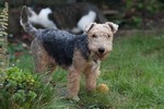 chien de famille Lakeland terrier