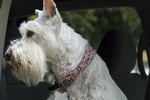 chien de famille Schnauzer