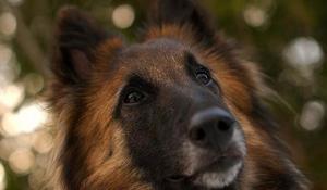 Berger Belge Tervueren