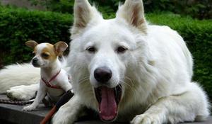 Le berger blanc suisse