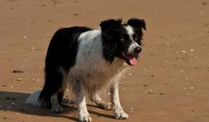 Le border collie