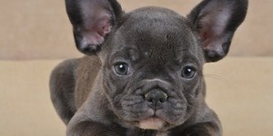 Bouledogue Francais