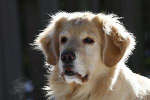 Le golden retriever