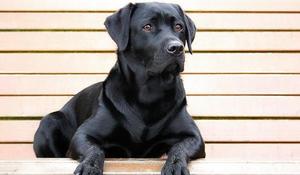 Le labrador Retriever