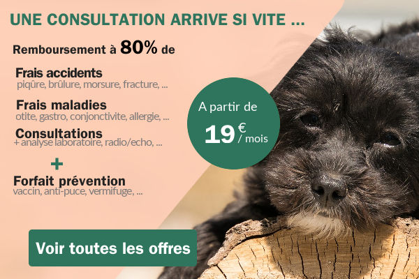 comparer son assurance chien
