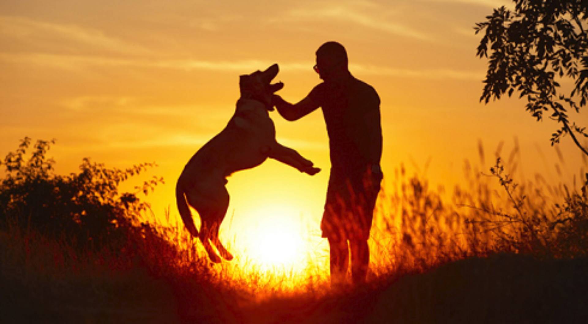 Tout sur les chiens : vivre en harmonie avec les chiens