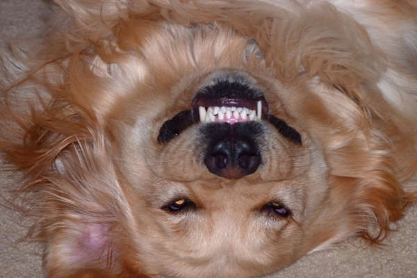 belle dent et beau sourire de chien
