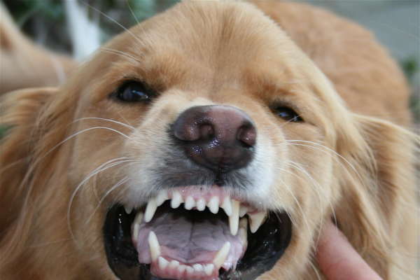 Maladies des dents du chien